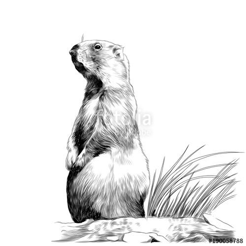 500x500 Marmot Flying Squirrel Sketch Vector Graphics Monochrome Black And - Flying Squirrel Sketch