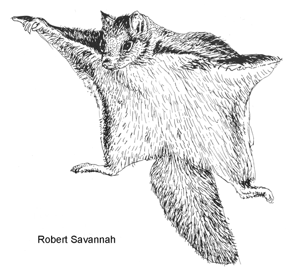 Flying Squirrel Sketch at Explore collection of