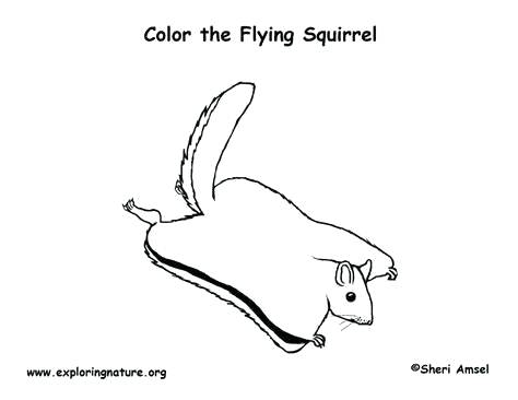 474x366 Flying Squirrel Coloring - Flying Squirrel Sketch