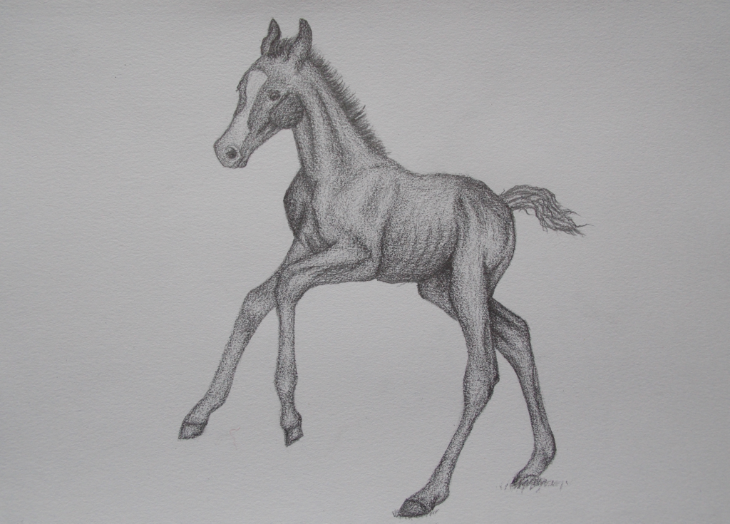 1024x735 Foal Sketch By Calloftherain - Foal Sketch