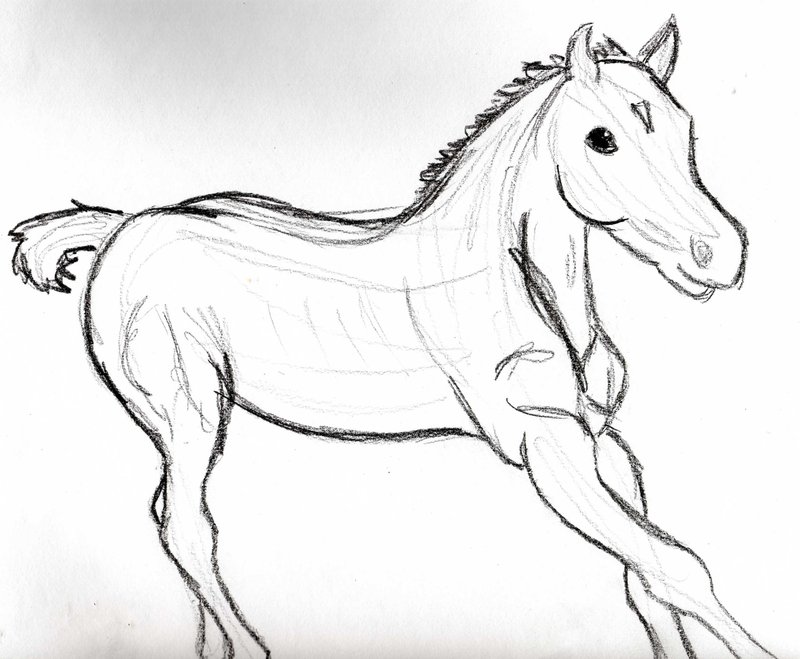 800x659 Foal Sketch By Quarab58 - Foal Sketch