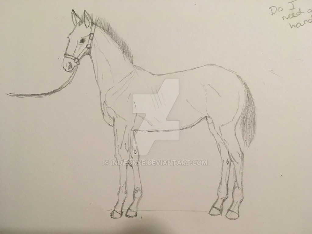 1024x768 Foal Sketch By Indieskye - Foal Sketch