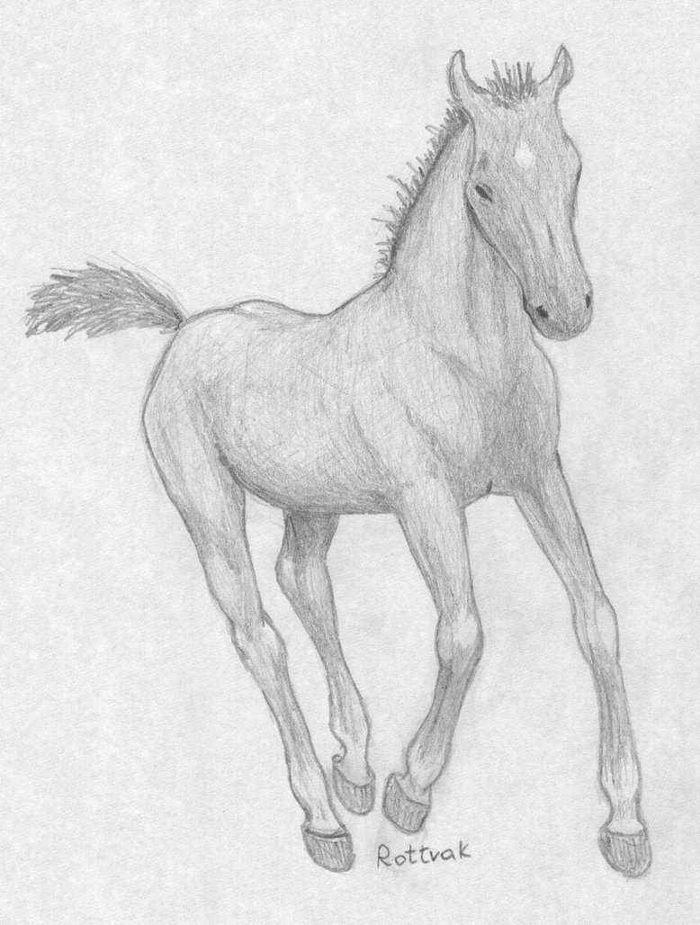 778x1028 Foal Sketch By Rottvak - Foal Sketch