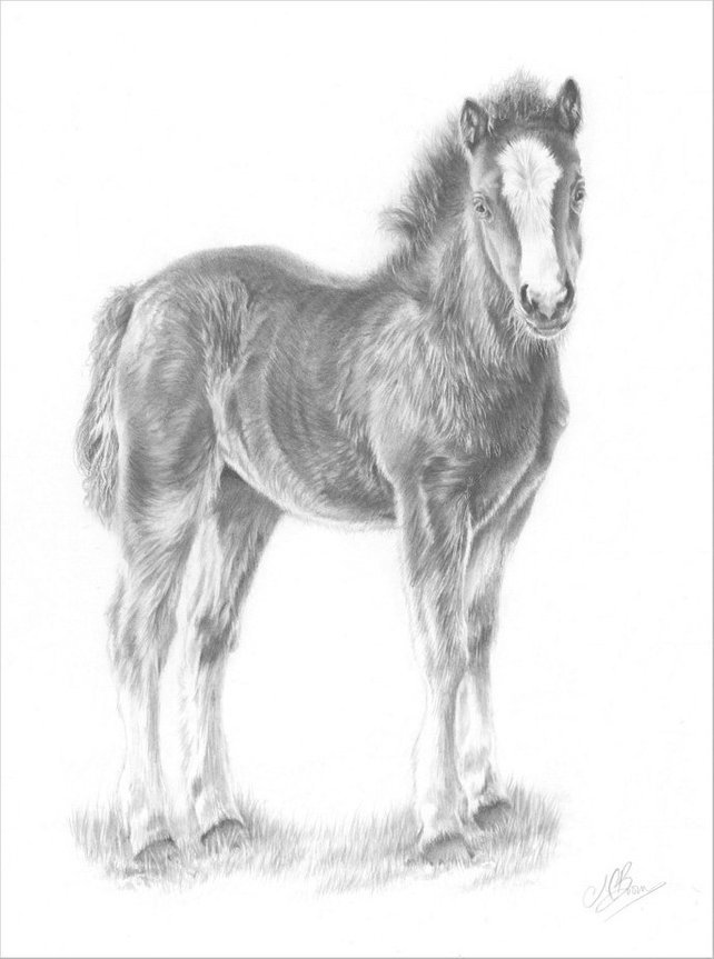 642x863 Horse Art Print Horse Pencil Drawing. Horse Picture. Gift For Etsy - Foal Sketch
