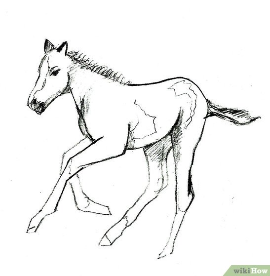547x559 How To Draw A Foal 9 Steps (With Pictures) - Foal Sketch