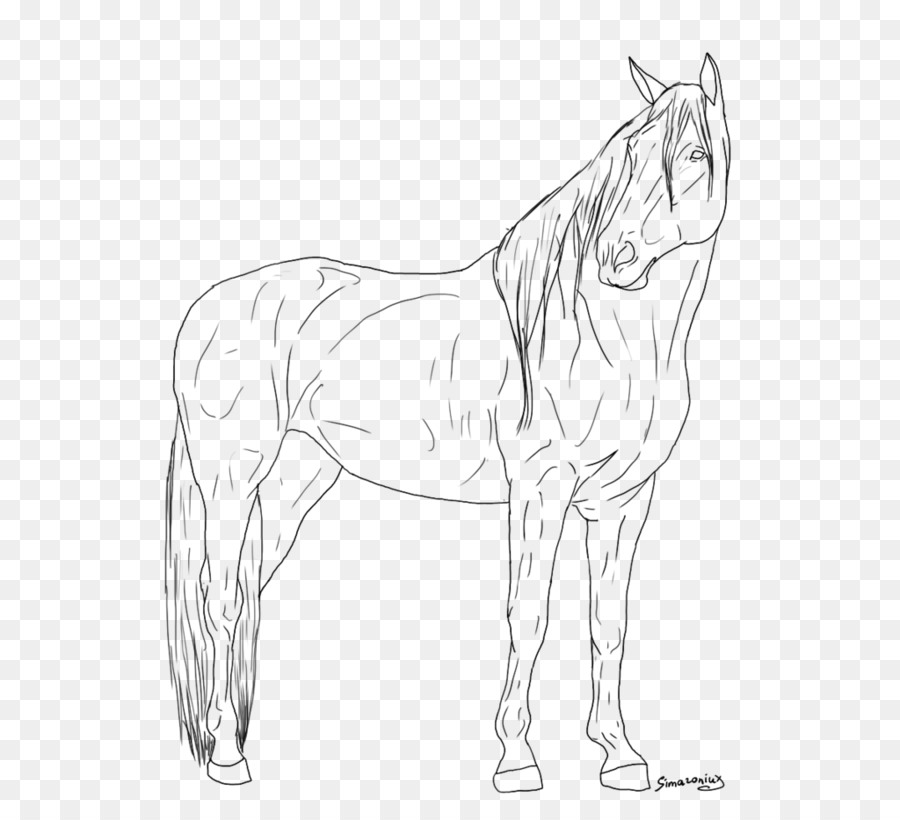 900x820 Mule Mustang Appaloosa Foal Sketch - Foal Sketch