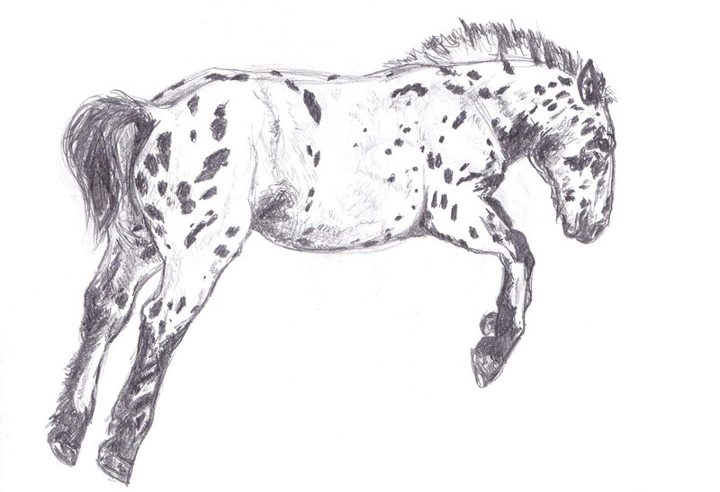 800x547 Noriker Foal Sketch By Liberaequa - Foal Sketch
