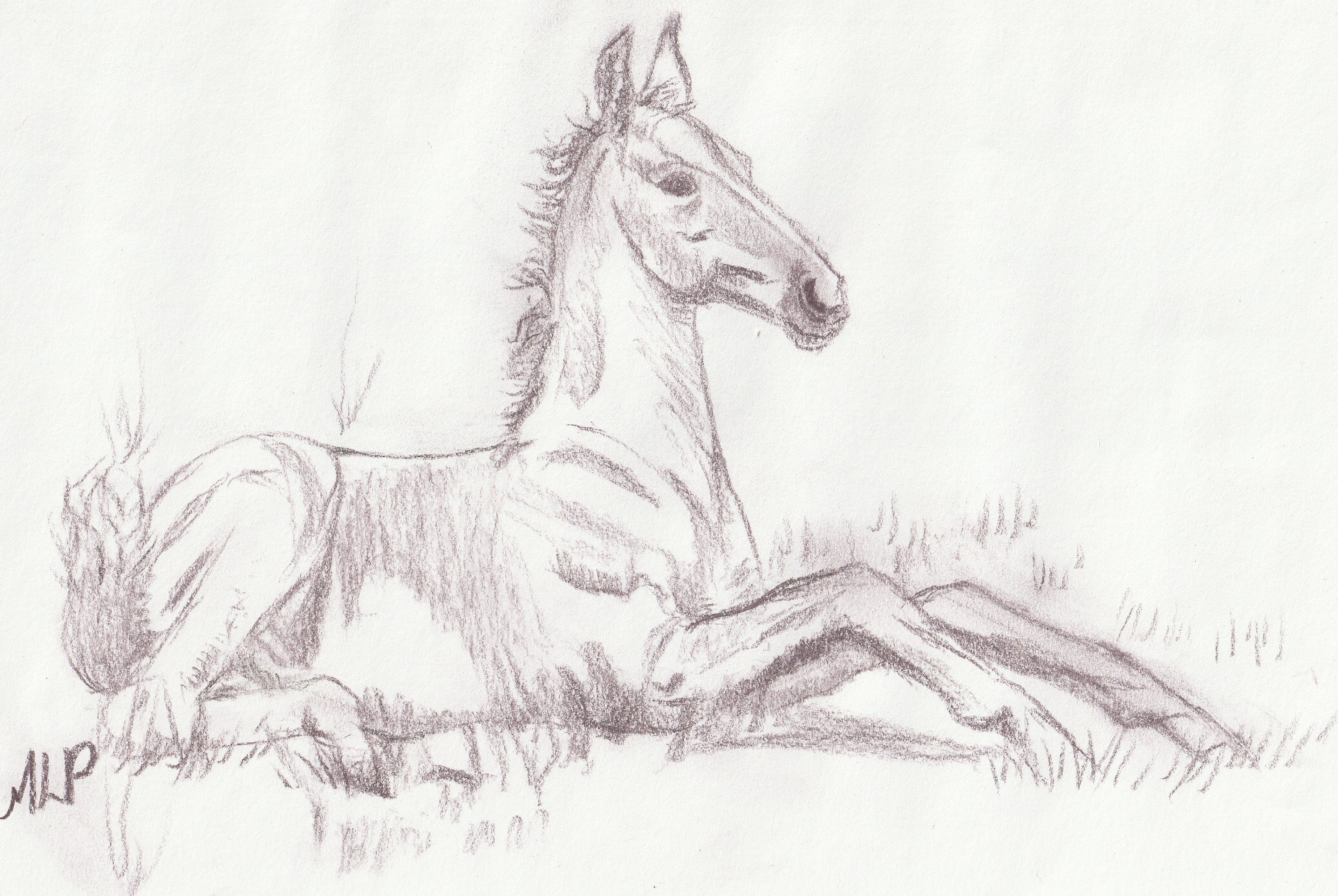 3000x2009 Original Foal Art Horse Charcoal Sketch Horse Drawing Cute Etsy - Foal Sketch