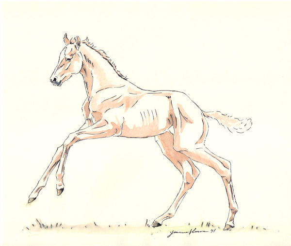 600x506 Playful Foal Horse Art - Foal Sketch