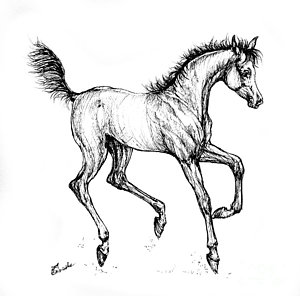 300x296 Prancing Foal Drawing By Angel Ciesniarska - Foal Sketch