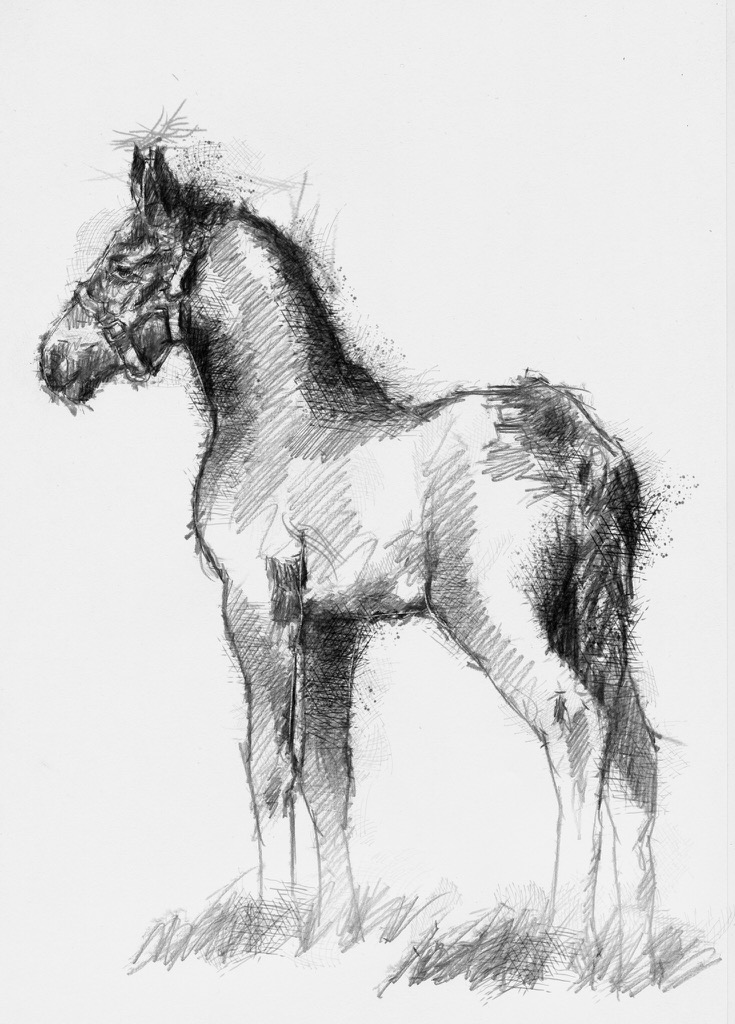 735x1024 Shire Foal - Foal Sketch