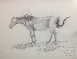 300x230 Sketching Mares And Foals Finding The Gesture And Learning To Fall - Foal Sketch