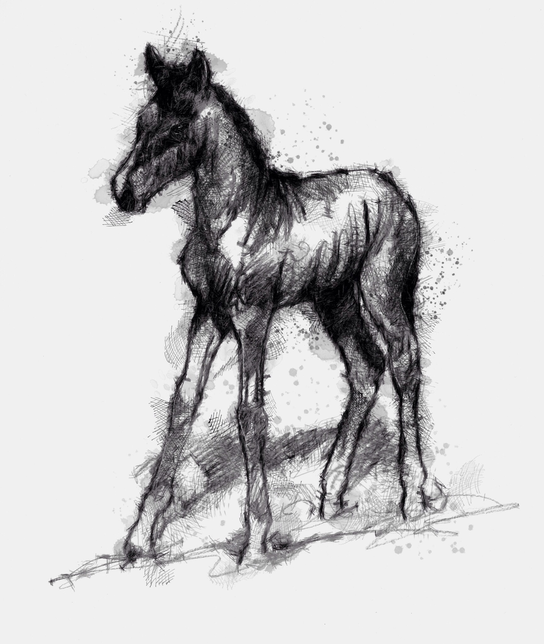 1728x2048 Young Foal - Foal Sketch