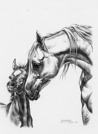 329x447 Foal Sketches Motherhood Ii (Grey Mare Wfoal) Artsy Fartsy - Foal Sketch