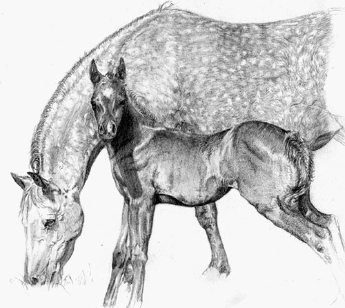 Foal Sketch at PaintingValley.com | Explore collection of Foal Sketch