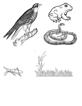 271x350 Food Chain Craft By Teresa Mendoza Teachers Pay Teachers - Food Chain Sketch