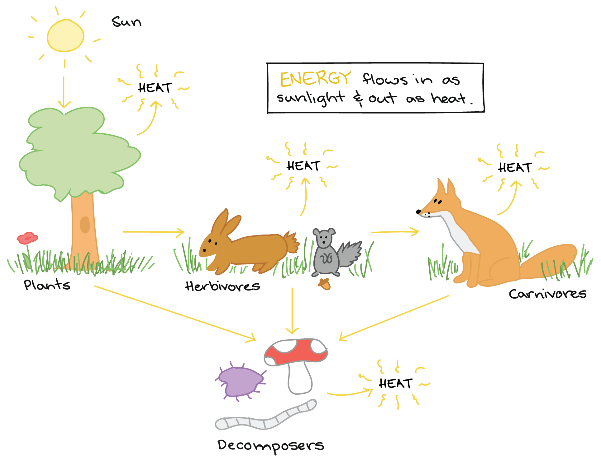 1929x1479 Food Chains Amp Food Webs (Article) Ecology Khan Academy - Food Chain Sketch