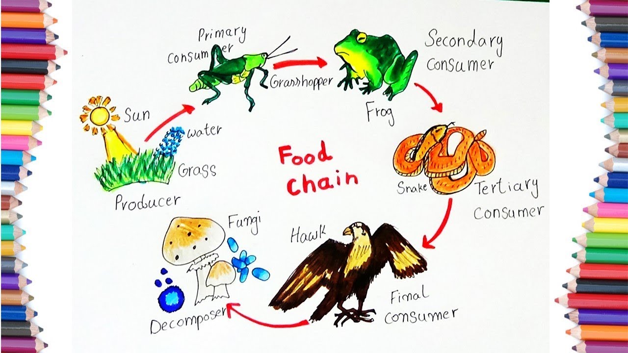 1280x720 How To Draw Food Chain Diagram For Kids - Food Chain Sketch