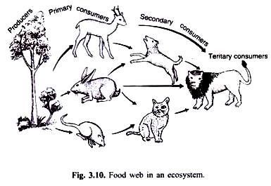 385x265 Energy Flow In An Ecosystem (With Diagram) - Food Chain Sketch