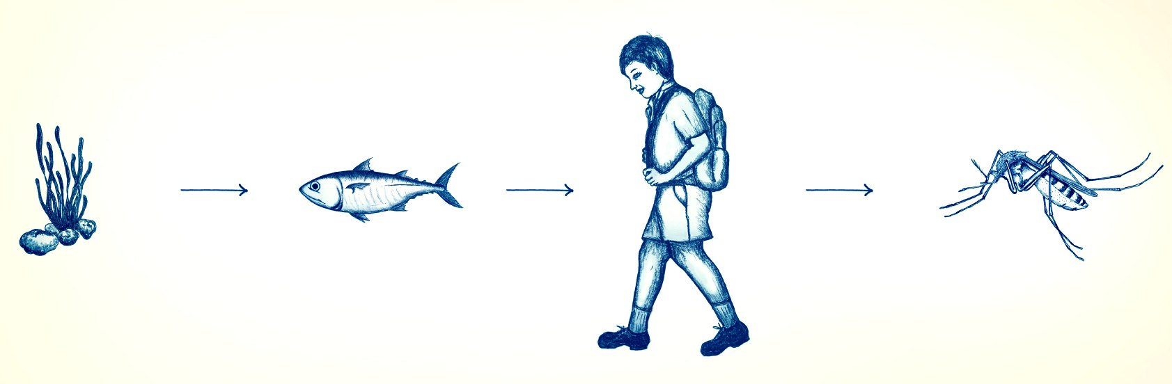 1683x552 Food Chains - Food Chain Sketch
