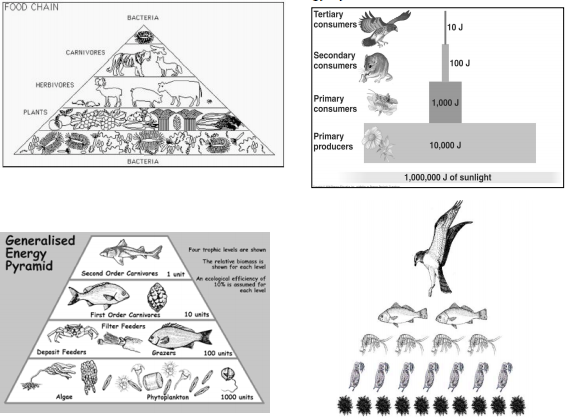 Food Pyramid Sketch at PaintingValley.com | Explore collection of Food ...