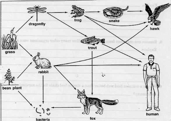 587x417 Mind Section - Food Web Sketch