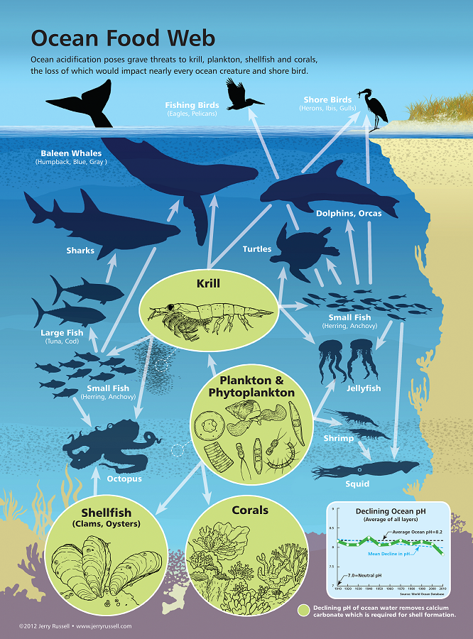 Food Web Sketch at PaintingValley.com | Explore collection of Food Web ...