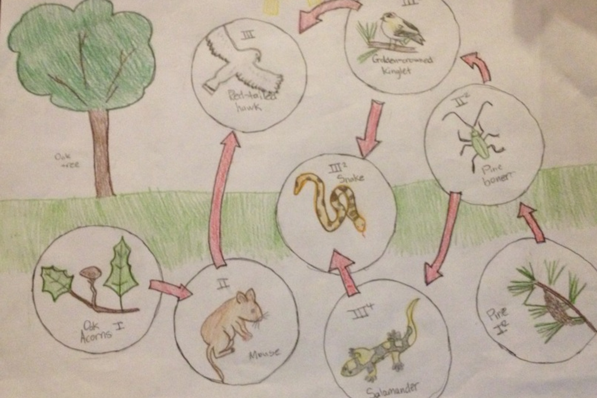 Рисунок на тему экосистема