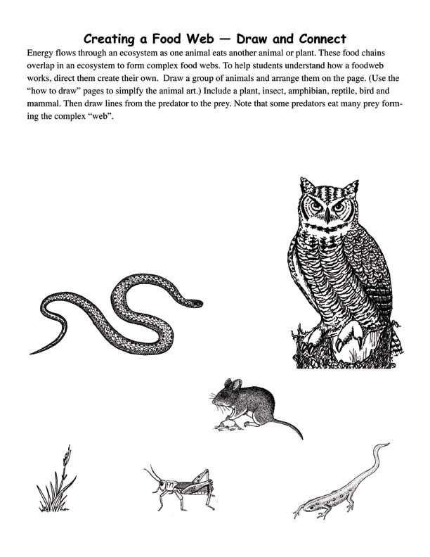 612x792 Drawing Food Webs With Own Animal Art - Food Web Sketch