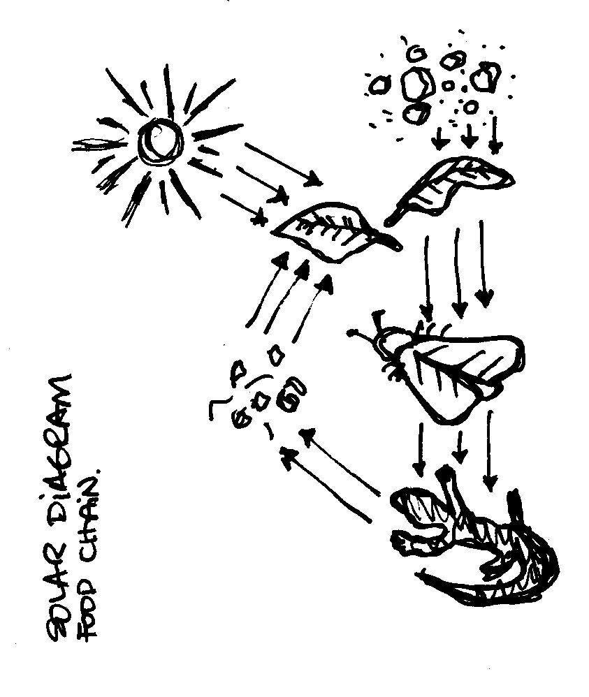 843x998 Food Chain Coloring Page - Food Web Sketch