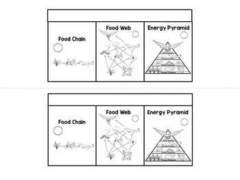350x263 Food Chains, Food Webs, And Energy Pyramids Interactive Notebook - Food Web Sketch