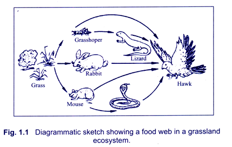 465x295 Food Webs Useful Notes On Food Webs (With Diagram) - Food Web Sketch