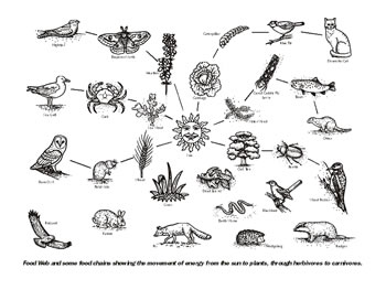 350x263 Food Webs And Chains - Food Web Sketch