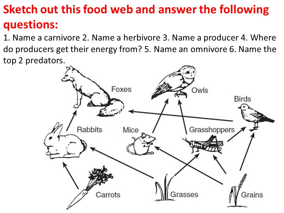 960x720 Interdependence And The Environment - Food Web Sketch