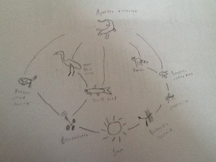 700x525 James Parsons 8mrs.green Smore Newsletters - Food Web Sketch