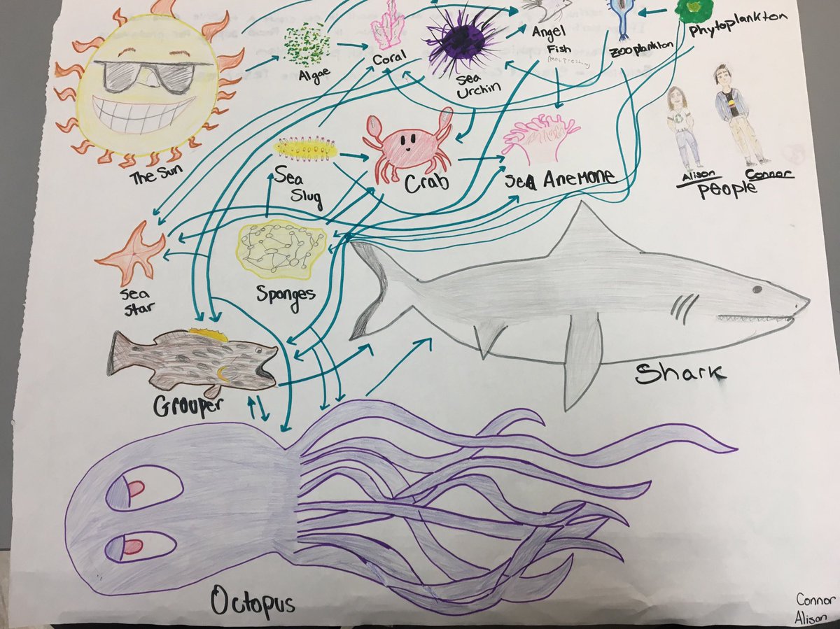 1200x899 Kpreshoff On Twitter Coral Reef Food Web Art @willnorthhigh - Food Web Sketch