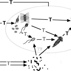 303x303 Sketch Of The Planktonic Food Web And The Interaction Of Small - Food Web Sketch