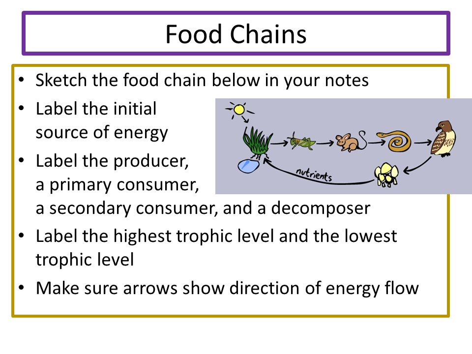 960x720 Where Does The Flow Of Energy In An Ecosystem Begin The Sun - Food Web Sketch