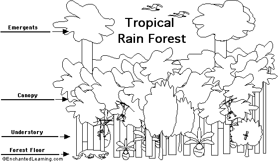 558x325 Ummundocatita Tropical Rainforest Food Chain Diagram - Food Web Sketch