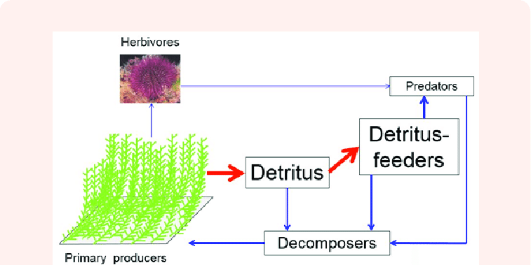 757x379 A Simplified Sketch Of A Food Web In A Mediterranean Benthic - Food Web Sketch