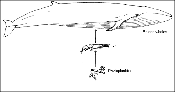 602x319 Antarctic Food Webs Learnz - Food Web Sketch