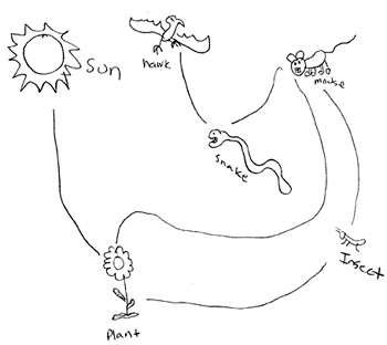 350x312 Assessing Understanding The Big Ideas Reveal And Build - Food Web Sketch