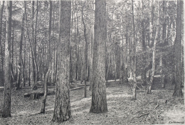 600x405 Forest Drawing I - Forest Pencil Sketch