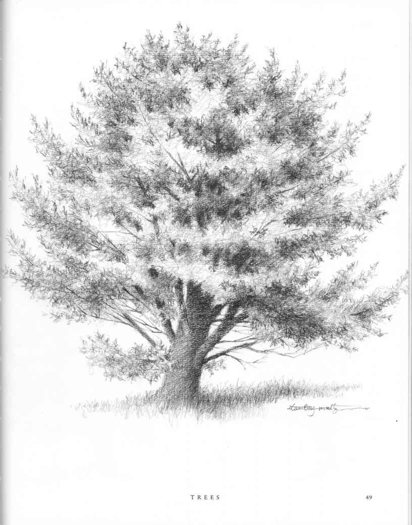 816x1039 Forest Sketches - Forest Pencil Sketch