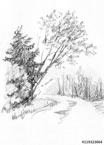 358x500 Forest. Birch And Spruce. Pencil Sketch On Paper. Drawn By Hand - Forest Pencil Sketch