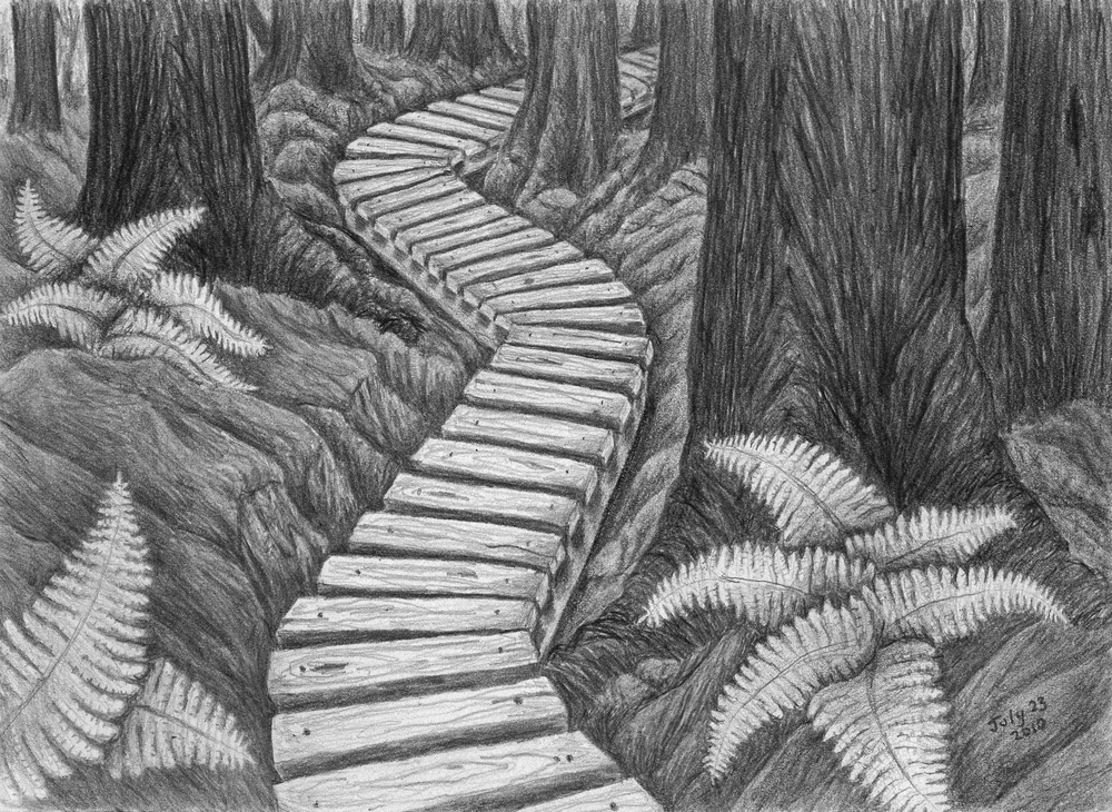 1000x730 Pencil Drawings Jo C Willems - Forest Pencil Sketch