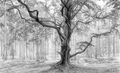 236x144 38 Best Forest Images Drawings, Art Drawings And Artist - Forest Pencil Sketch