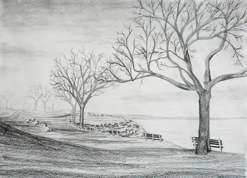 800x577 How To Draw A Forest With Pencil - Forest Pencil Sketch