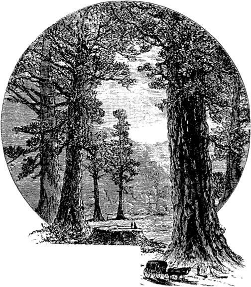 504x577 Nature Sketches - Forest Scene Sketch