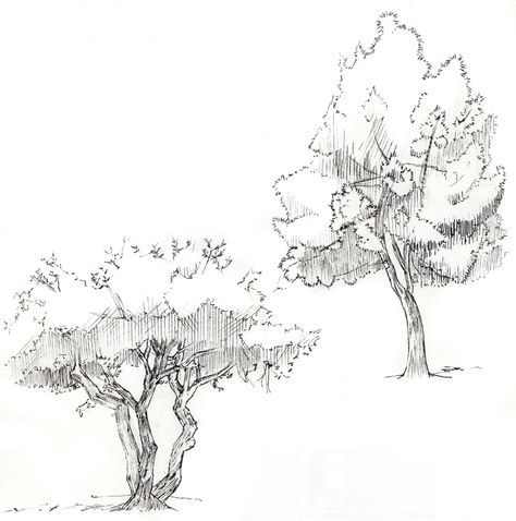 474x478 How To Draw Realistic Forest - Forest Sketch Drawing